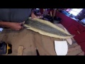 gar and catfish skin sheaths