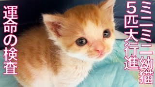 ブチ切れ幼猫たち、運命の検査に行く Health check of the angry kittens.