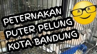 #Blusukan1 PETERNAKAN PUTER PELUNG BANDUNG (Asta BirdFarm) #puterpelung #puter