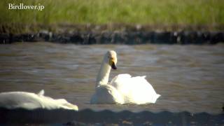 野鳥撮影・ 野鳥動画・オオハクチョウの水浴び　Whooper swan