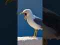 seagull yawning sound🤣