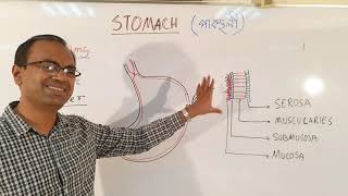 Stomach I পাকস্থলী