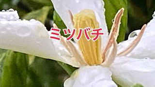 【ミツバチ】【丸洞箱】【千年の秘境暮らし】