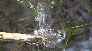 オオルリボシヤンマの産卵 Aeshna nigroflava laying eggs