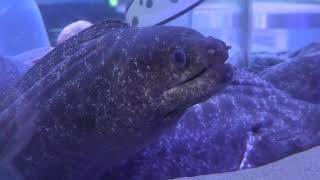 アミメウツボ　(碧南海浜水族館/愛知県)