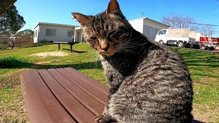 公園のベンチに猫が座っていたので隣に座ってナデナデしたら膝の上に乗ってきた