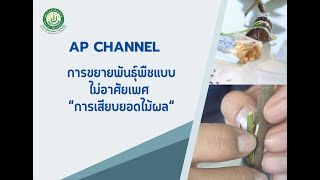 การขยายพันธุ์พืชแบบไม่อาศัยเพศ