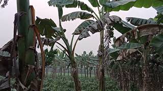 Banana cultivation in the field of Kushtia , Bangladesh || Banana 🌴#banana #agriculture