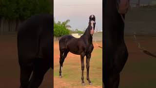 beautiful marwadi colt