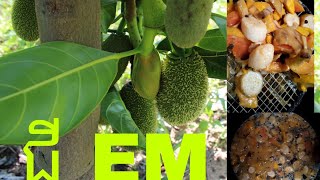 ដាក់ជី អីអឹម( EM)ដំណាំខ្នុរ