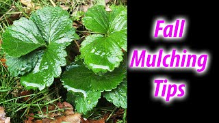 Fall Mulching For Your Garden Tutorial (2019)