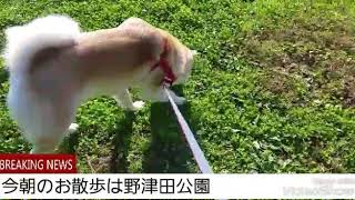 秋田犬　ひな　野津田公園(町田市)　しっぽのある天使