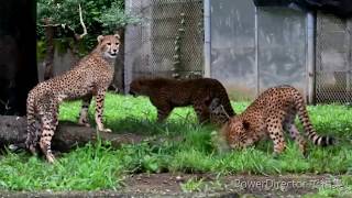 デュラと五つ子ちゃんのびのび駆け回る　　　チーター　　多摩動物公園