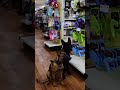 Testing these two German Shepherds' stay in a pet store