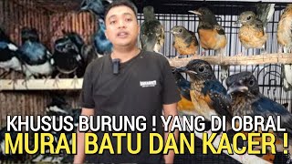 OBRAL SADIS ! MURAI BATU 100-400RB JANTAN KACER OBRAL 125RB BANYAK BURUNG MURAH PASAR PRAMUKA