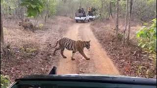 Nallamala forest tigers