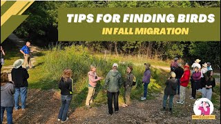 Tips For Finding Birds in Fall Migration