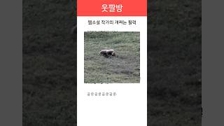 웹소설 작가의 개쩌는 필력🦛 #웃긴짤 #웃긴영상