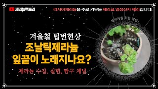 겨울철 조날틱제라늄 잎끝 타들어가는 현상!