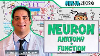 Neurology | Neuron Anatomy & Function