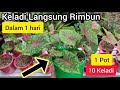 Ga Pake Lama..!! Keladi Langsung Rimbun Gemuk Dalam 1 Pot • Cara Buat Keladi Subur Rimbun Rumpunan