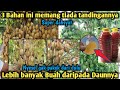 Modal 3 bahan saja !! Lebih banyak Buah daripada Daunnya ! Racikan pupuk dahsyat buatan sendiri