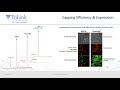 development of mrna and its applications