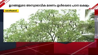 കോഴിക്കോട് നിപ വീണ്ടും വരുന്നത് എന്തുകൊണ്ട്? പരിശോധനയ്ക്കായി സ്ഥിരം സംവിധാനം വരുന്നു