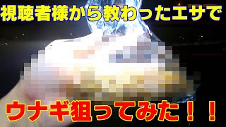 今度こそミミズを超えるエサか！？綾瀬川ウナギ釣り！！