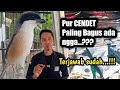 Pur paling bagus buat CENDET ||inilah jawabannya