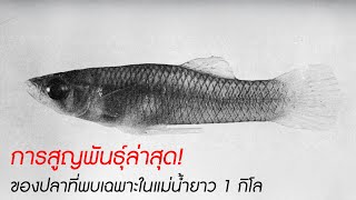 การสูญพันธุ์ล่าสุด! ของปลาที่พบเฉพาะในแม่น้ำยาว 1 กิโลเมตร