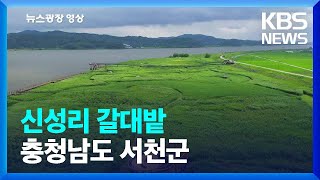 [뉴스광장 영상] 신성리 갈대밭 / KBS  2022.08.06.