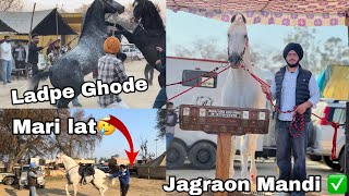 Jagraon horse fair 2024✅🔥// Jabarjung ne pata gah aj mari lát🥲