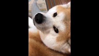 あざとい秋田犬【Akita-inu】She knows she's cute