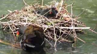 Moorhen Chicks