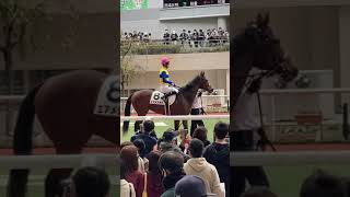 阪神競馬　パドック　エアメテオラ（5R メイクデビュー阪神）2022.11.20