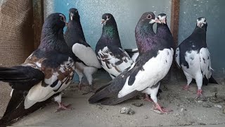 kalay khal guldar kanaty kash kabootar vip quality all birds lover layyah Khal blood lian kabootars