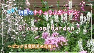 【ガーデニング】初夏のナチュラルガーデン！｜咲き揃ったピンク系主体の宿根草ガーデン！｜満開となったマーガレット！【宿根草・多年草】