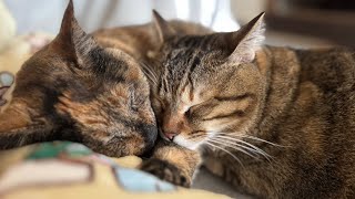 【癒し動画】猫の見る夢はどんな夢？