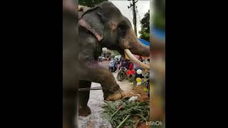 #Elephant crying,ഇതിലും നന്നായി കരഞ്ഞു 😭വിളിക്കാൻ അറിയില്ല ആശാനേ 😭. #trending | #viral | #shorts