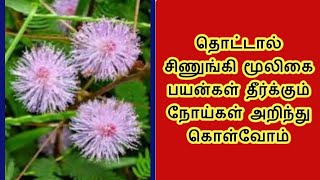 Mimosa pudica Herbal |தொட்டால் சிணுங்கி பயன்கள் அதிர்ஷ்ட மூலிகை@trendingdaynow