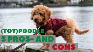(Toy) Poodle Pros and Cons: Do you really want one?