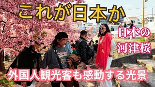 【これが日本か】外国人観光客も感動する京都河津桜の光景 | kyoto japan walk,