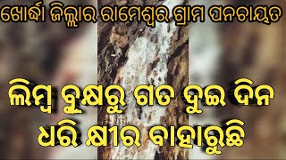 ଖୋର୍ଦ୍ଧା ଜିଲ୍ଲାର ରାମେଶ୍ଵର  ତାଳପଡା ଗ୍ରାମରେ ଲିମ୍ବ ବୁୂକ୍ଷରୁ ଗତ ଦୁଇ ଦିନ ଧରି କ୍ଷୀର ବାହାରୁଥିବା ର  ଦର୍ଶନ