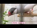 逆立ちでもご飯食べれる？どんな姿勢でも問題なし！文鳥よもぎ　癒し動物　面白い動物