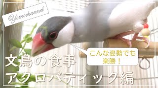 逆立ちでもご飯食べれる？どんな姿勢でも問題なし！文鳥よもぎ　癒し動物　面白い動物