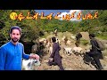 Baby Goats Playing | Gujjar bakarwal | BakarWali Baby Goat |  Nature's Traveler | toseef diary