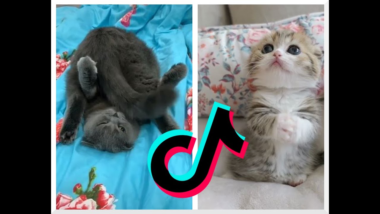 TikTok Cat Compilation Pt.1 - YouTube