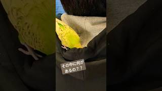 中に何かあると思っているセキセイインコ