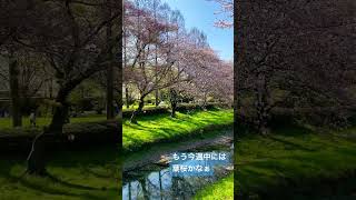 今日の川越市伊佐沼公園の桜の様子。ふわふわした桜吹雪でした #川越市 #桜